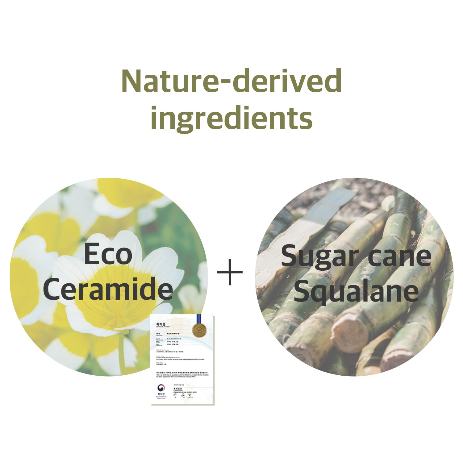 Round Lab Soybean Cleansing Oil