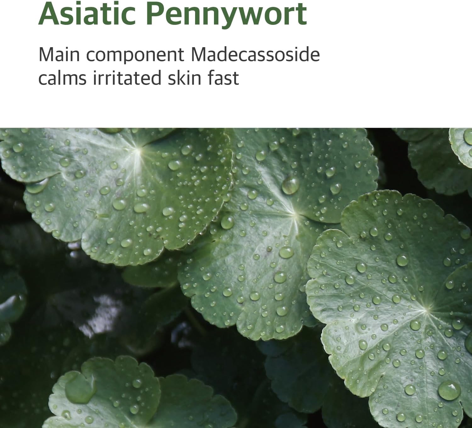 Round Lab Mugwort Calming Toner